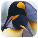 Penguins 3D. Live Wallpaper APK