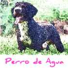 Perro de Agua icon