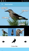 BirdID - European bird guide a imagem de tela 1