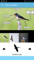 2 Schermata BirdID - European bird guide a