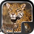 Leopard Live Wallpaper