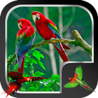 Macaw Live Wallpaper icon