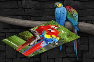Macaw Live Wallpaper Affiche