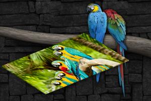 Macaw Live Wallpaper 截图 2