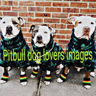 Pitbull Dogs Lover Images icône