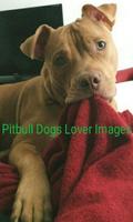 Pitbull Dogs Lover Images Affiche