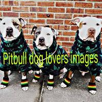 Pitbull Dogs Lover Images capture d'écran 1