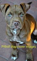 Pitbull Dogs Lover Images capture d'écran 3