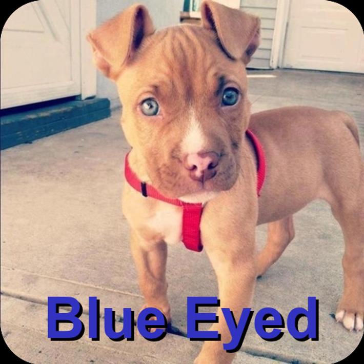 Perros Pitbull Blue Eyed para Android - APK Baixar