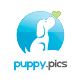 Puppy Cam by Puppy.Pics - Dog Camera APK