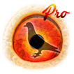 Pigeon Pedigree Pro