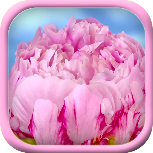 Pink flower blossom live theme