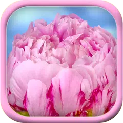Pink flower blossom live theme APK download