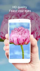 Baixar Tema vivo da flor cor-de-rosa APK