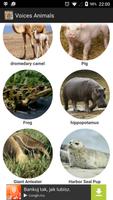 Voices Animals 截图 1