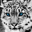 APK Irbis Tweaks