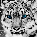 Irbis Tweaks APK