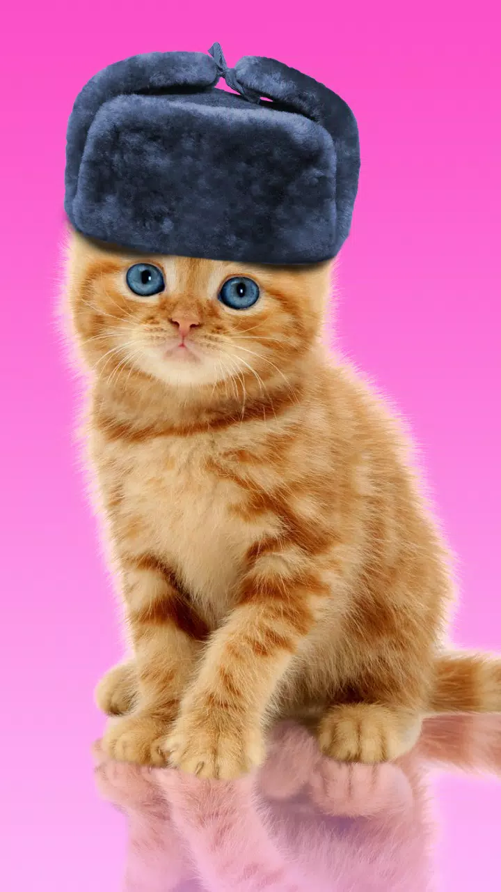 Android向けの甘い猫 壁紙をドレスアップ Apkをダウンロードしましょう Android向けの甘い猫 壁紙をドレスアップ Apkをダウンロードしましょう