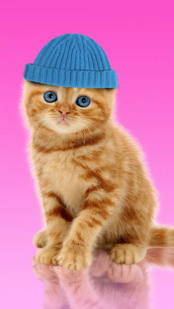 Android向けの甘い猫 壁紙をドレスアップ Apkをダウンロードしましょう