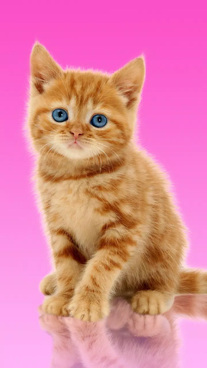 Sweet Cat. Dress Up Wallpaper APK for Android Download