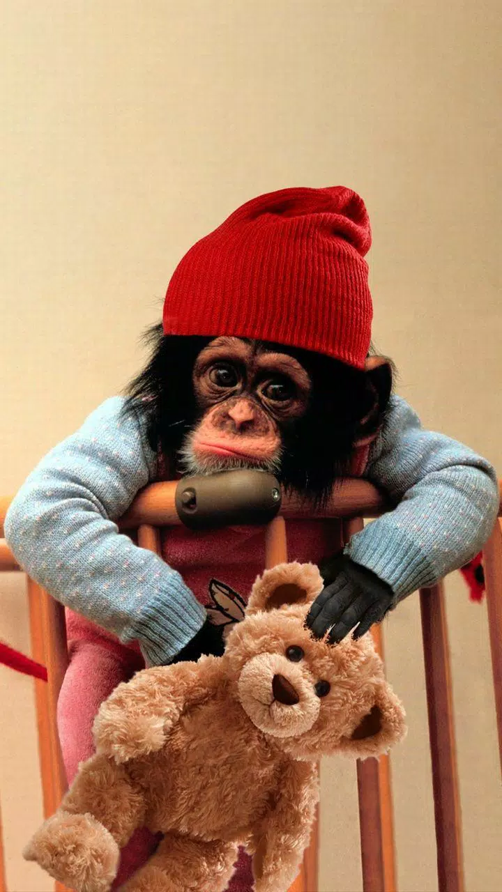 Baby Monkey Cute Wallpaper Apk For Android Download
