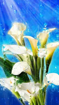 Android向けの夏雨 花 壁紙のhd Apkをダウンロードしましょう
