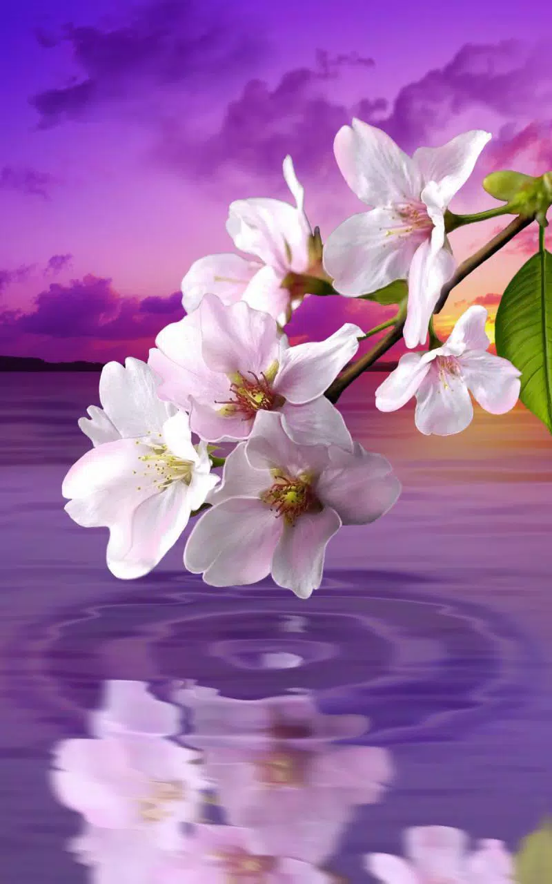 下载水滴 花和叶 的安卓版本