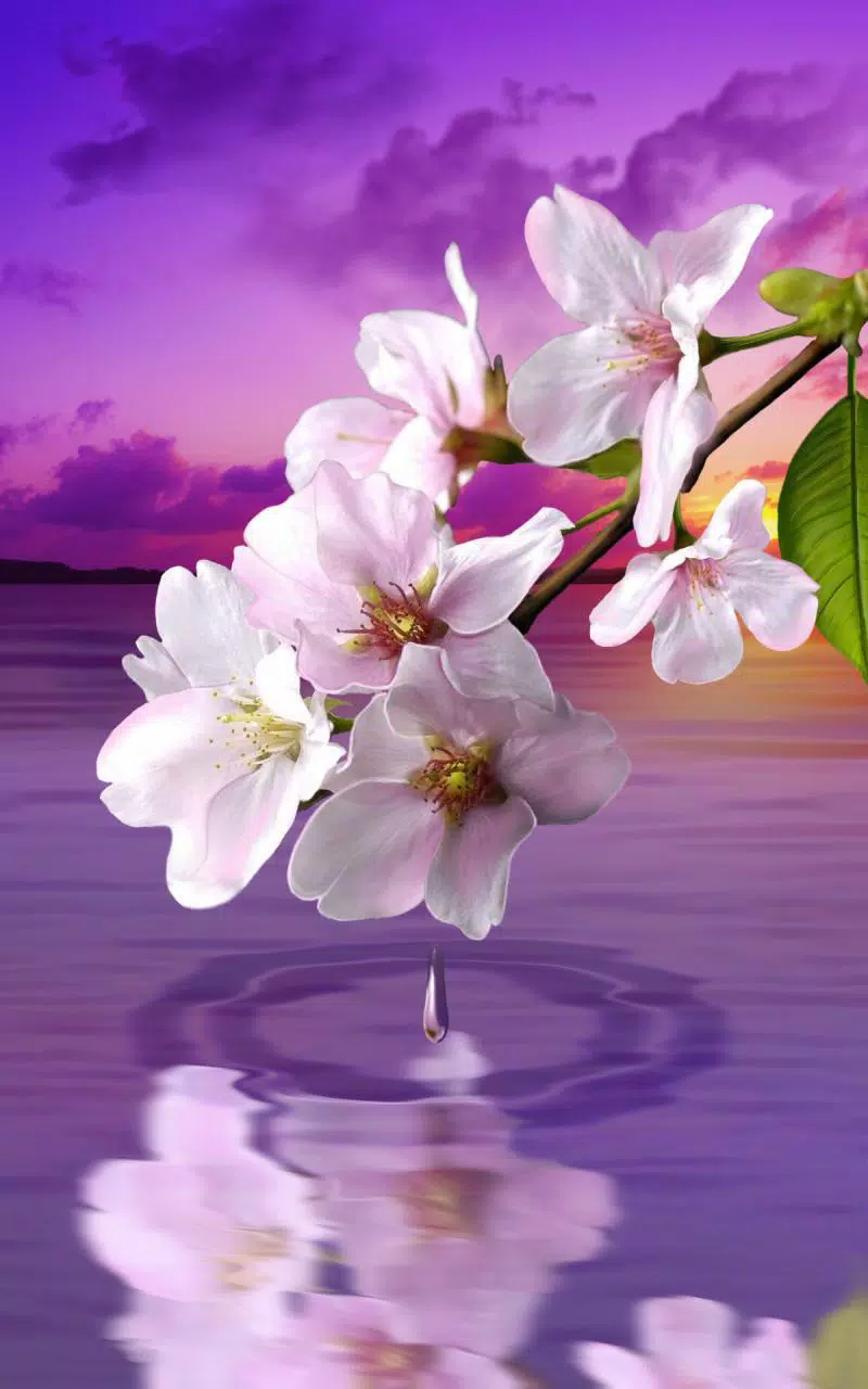 下载水滴 花和叶 的安卓版本