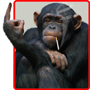Macaco engraçado fundo animado APK