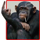 Macaco engraçado fundo animado ícone