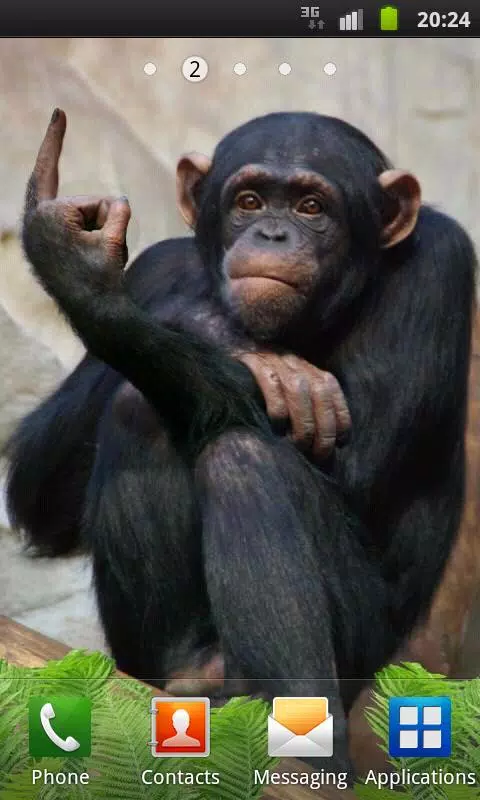 Fundo Fotos De Macacos Engraçados Fotos, Vetores de Fundo de Fotos De Macacos  Engraçados e Arquivos PSD para Download Grátis