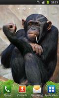 Macaco engraçado fundo animado Cartaz