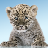 Panther, cute cat ikon
