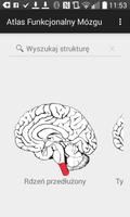 Atlas Funkcjonalny Mózgu Affiche