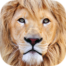 Zoo Animals : Game for Kids APK