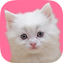 Kitty & Doggie : Game for Kids APK