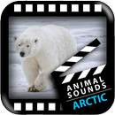 Best Arctic Animals Sounds APK