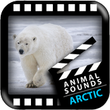 Best Arctic Animals Sounds