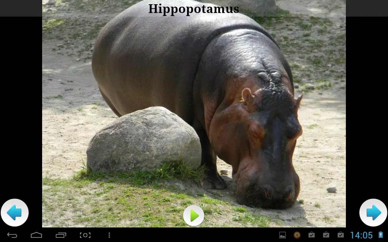 Best African Animals Sound APK for Android Download