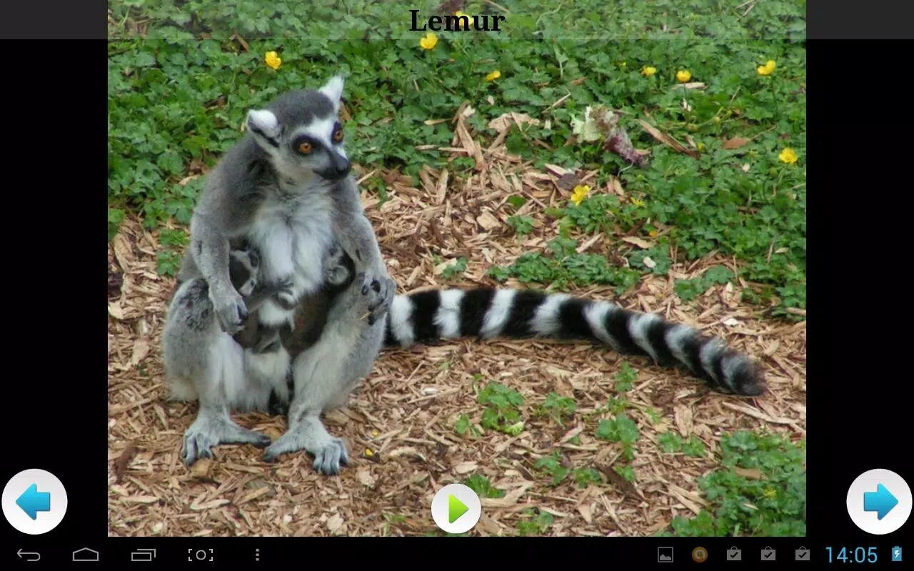 Best African Animals Sound APK for Android Download Best African Animals Sound APK for Android Download