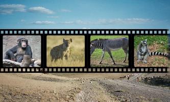 非洲動物聲音 海報