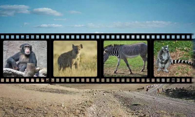 Best African Animals Sound APK for Android Download Best African Animals Sound APK for Android Download