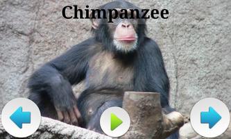 Best African Animals Sound Ekran Görüntüsü 1