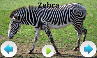 Best African Animals Sound Ekran Görüntüsü 2