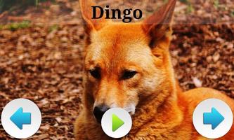 Best Australian Animals Sounds capture d'écran 2