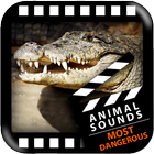 Most Dangerous Animals Sounds icône