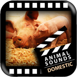Best Domestic Animals Sounds