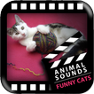 Best Funny Cats Sounds