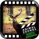North American Animals Sounds APK