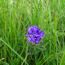 Plant Image Recognition Offline APK